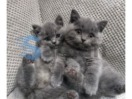Friendly and Well socialized British Shorthair Kittens