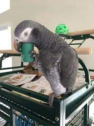 African grey parrots male and female for sale