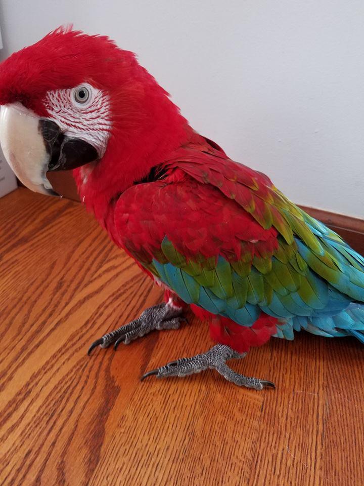 Adorable greenwing macaw parrots