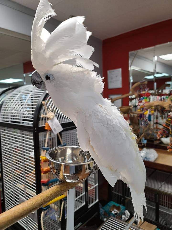 Very Friendly Umbrella Cockatoo Parrots for Sale