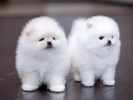 Teacup Pomeranian Puppies for sale