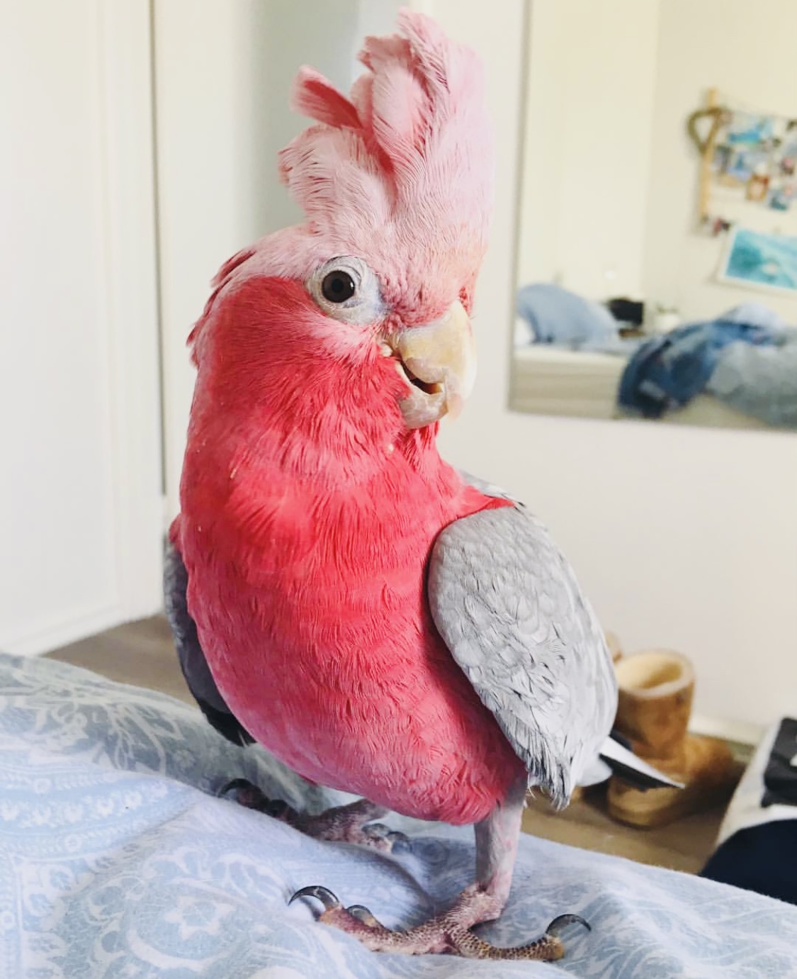 Cockatoo bird is available 