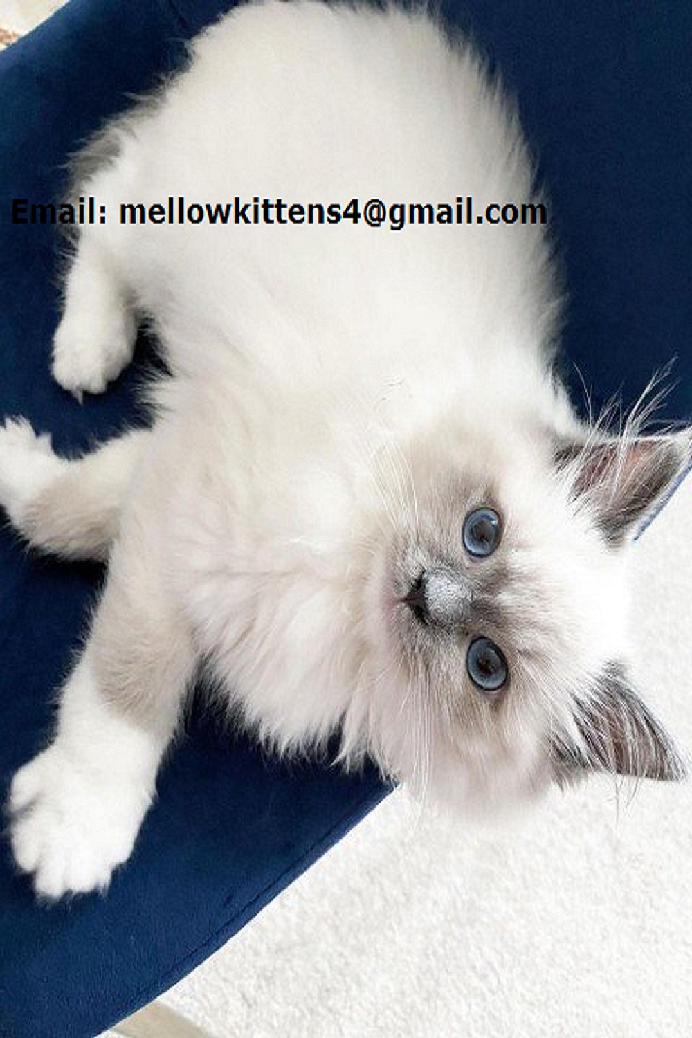 Well Socialized Male and Female Ragdoll Kittens Ready