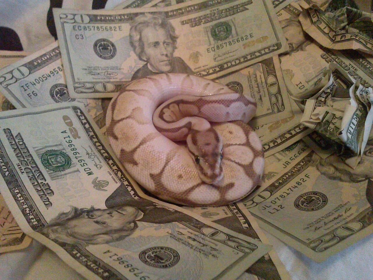 Mamlambo Spiritual Snake Money - Simple Money Spells That Work in South Africa