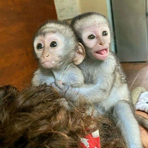 Female White Faced Capuchin Monkeys