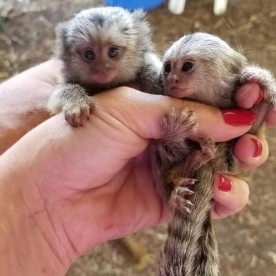 Male and Female Marmoset Monkeys Available