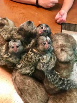 Cute and well trained baby Marmoset