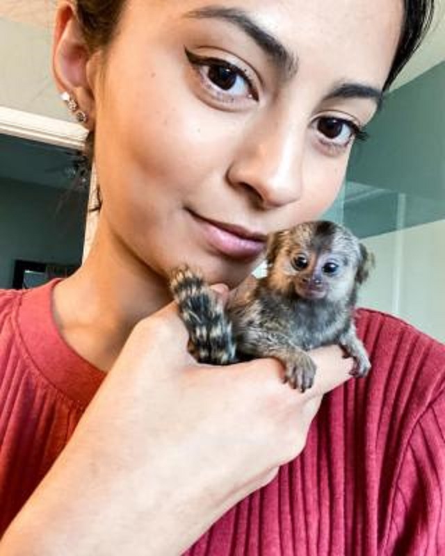 Cute, Healthy Marmoset Monkeys - Dubai