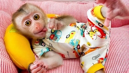 Gorgeous Female Capuchin Monkey - Dubai