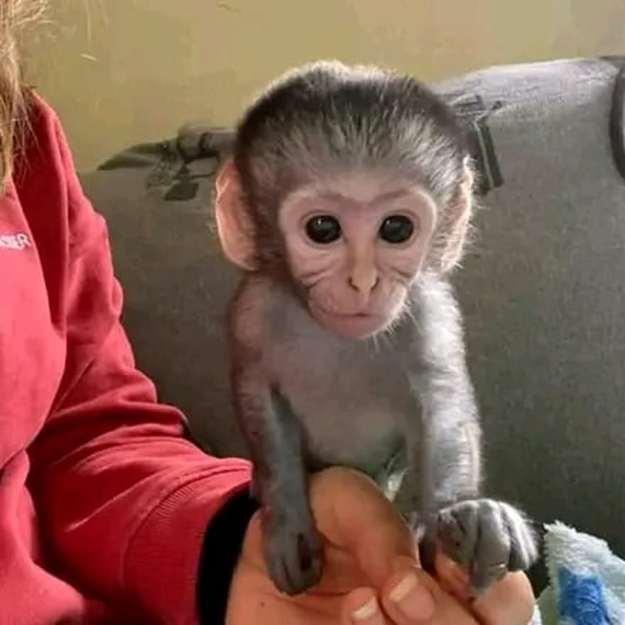 Amazing Capuchin Monkey 