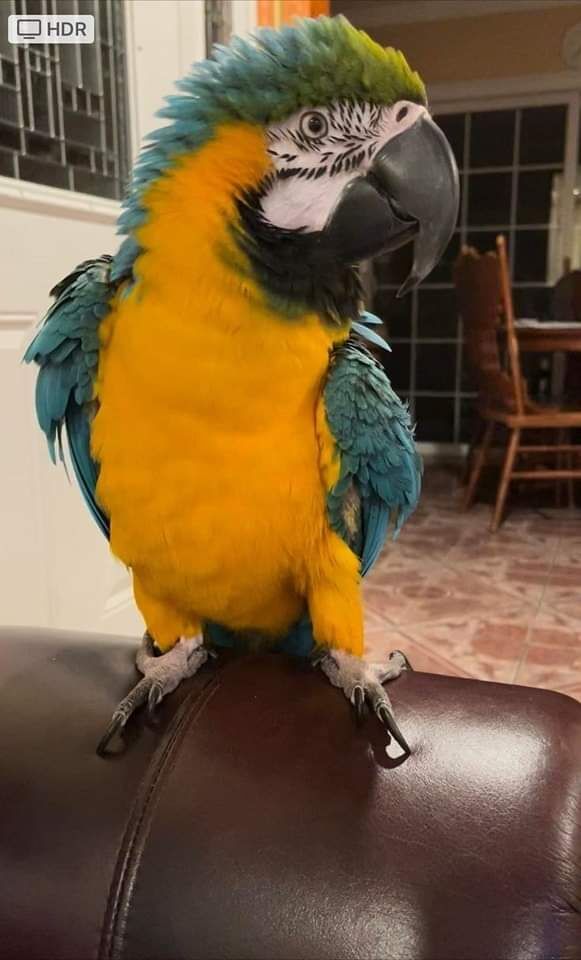 Blue &Gold Macaw baby