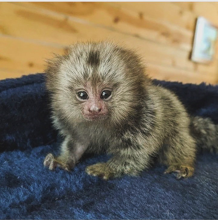 Marmoset monkey 